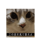 たまとまろ時々ミルク（個別スタンプ：37）