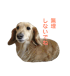 たまとまろ時々ミルク（個別スタンプ：38）