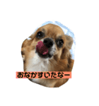チワワ の ぷーちゃん⑵（個別スタンプ：1）