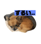 チワワ の ぷーちゃん⑵（個別スタンプ：2）