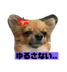 チワワ の ぷーちゃん⑵（個別スタンプ：3）