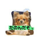 チワワ の ぷーちゃん⑵（個別スタンプ：6）