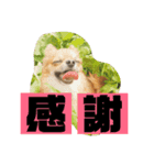 チワワ の ぷーちゃん⑵（個別スタンプ：8）