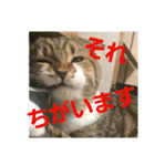 ひこ＆くー（個別スタンプ：1）