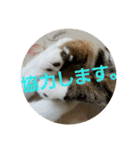 ひこ＆くー（個別スタンプ：2）