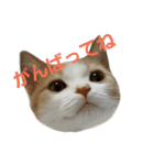 ひこ＆くー（個別スタンプ：7）