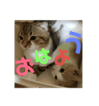 ひこ＆くー（個別スタンプ：11）