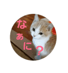 ひこ＆くー（個別スタンプ：19）