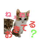 ひこ＆くー（個別スタンプ：22）