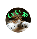 ひこ＆くー（個別スタンプ：34）