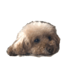愛犬ダニロ君2（個別スタンプ：13）