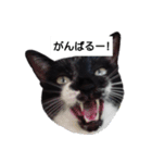 BU--CHAN（個別スタンプ：2）