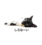 BU--CHAN（個別スタンプ：3）