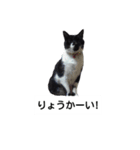 BU--CHAN（個別スタンプ：6）