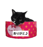 BU--CHAN（個別スタンプ：7）