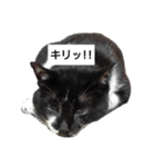 BU--CHAN（個別スタンプ：10）