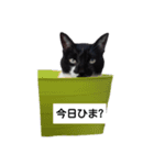 BU--CHAN（個別スタンプ：11）