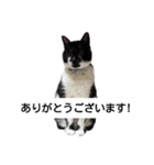 BU--CHAN（個別スタンプ：13）