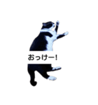 BU--CHAN（個別スタンプ：14）