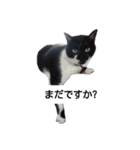 BU--CHAN（個別スタンプ：15）