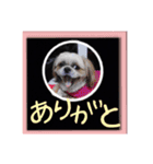シーズー親子のまいにち（個別スタンプ：1）