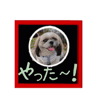 シーズー親子のまいにち（個別スタンプ：3）