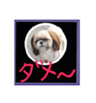 シーズー親子のまいにち（個別スタンプ：6）