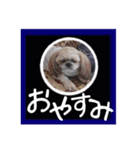 シーズー親子のまいにち（個別スタンプ：9）