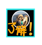 シーズー親子のまいにち（個別スタンプ：10）