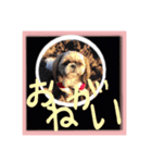 シーズー親子のまいにち（個別スタンプ：12）