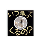 シーズー親子のまいにち（個別スタンプ：14）
