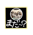 シーズー親子のまいにち（個別スタンプ：16）