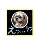 シーズー親子のまいにち（個別スタンプ：18）