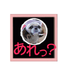 シーズー親子のまいにち（個別スタンプ：19）