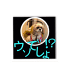シーズー親子のまいにち（個別スタンプ：20）