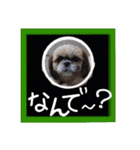 シーズー親子のまいにち（個別スタンプ：21）