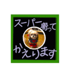 シーズー親子のまいにち（個別スタンプ：24）