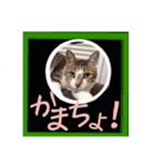 シーズー親子のまいにち（個別スタンプ：25）