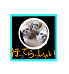 シーズー親子のまいにち（個別スタンプ：28）