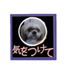 シーズー親子のまいにち（個別スタンプ：29）