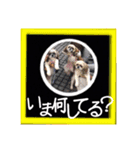 シーズー親子のまいにち（個別スタンプ：30）