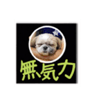 シーズー親子のまいにち（個別スタンプ：31）