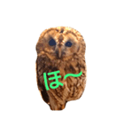 Owl qute stamp（個別スタンプ：1）