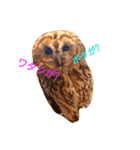 Owl qute stamp（個別スタンプ：2）