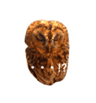 Owl qute stamp（個別スタンプ：3）