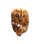 Owl qute stamp（個別スタンプ：4）