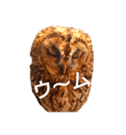 Owl qute stamp（個別スタンプ：5）