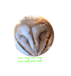 Owl qute stamp（個別スタンプ：6）