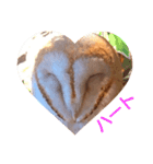 Owl qute stamp（個別スタンプ：7）