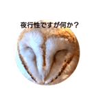 Owl qute stamp（個別スタンプ：8）
